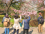 「神代曙」という桜です。皆様撮影に夢中！