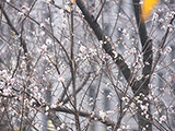緑化道路第一号沿いの冬桜