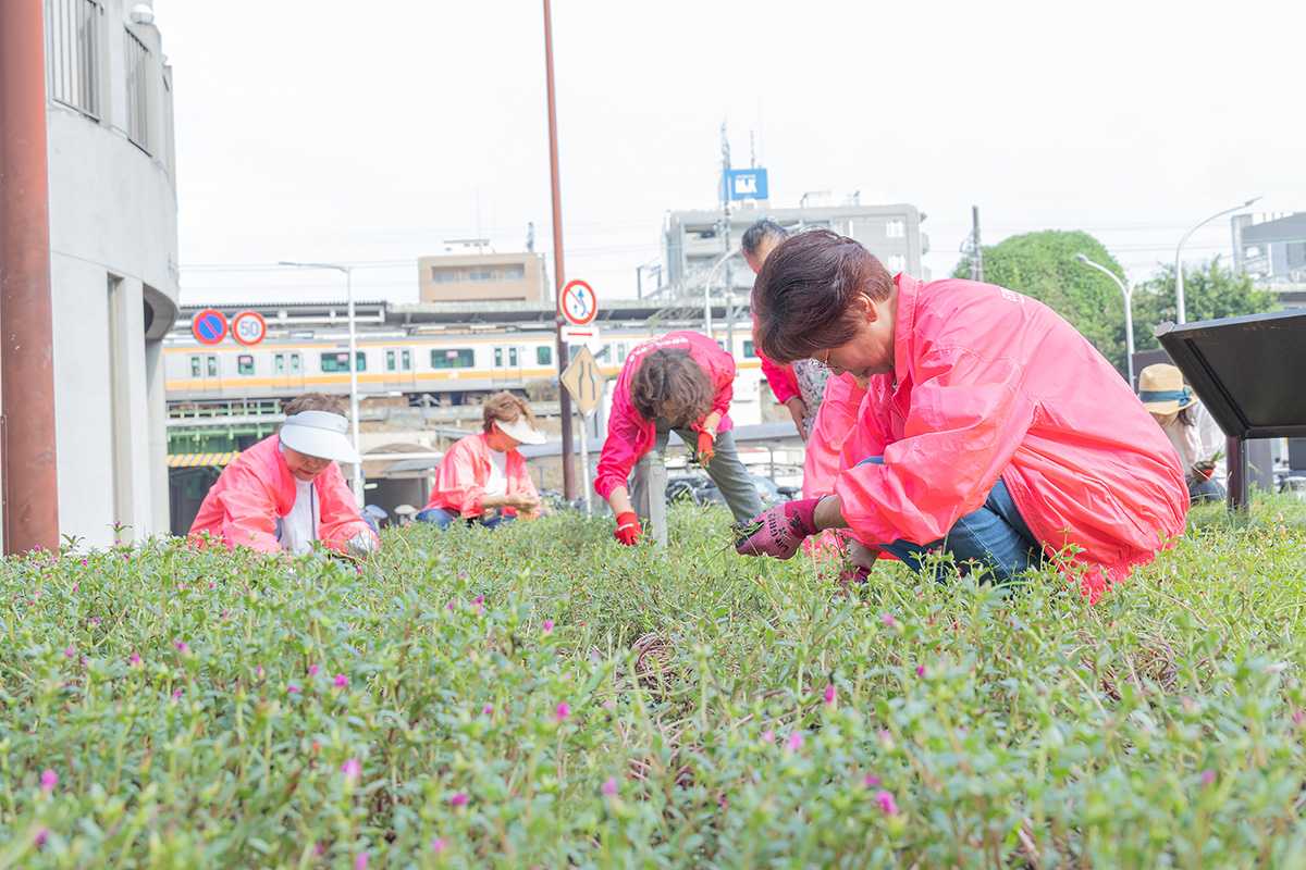 草花の間に生えた雑草を丁寧に抜きます